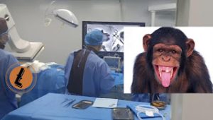 Monkey Brain Connected with Computer in China