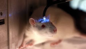 Cyborg rats were developed by scientists