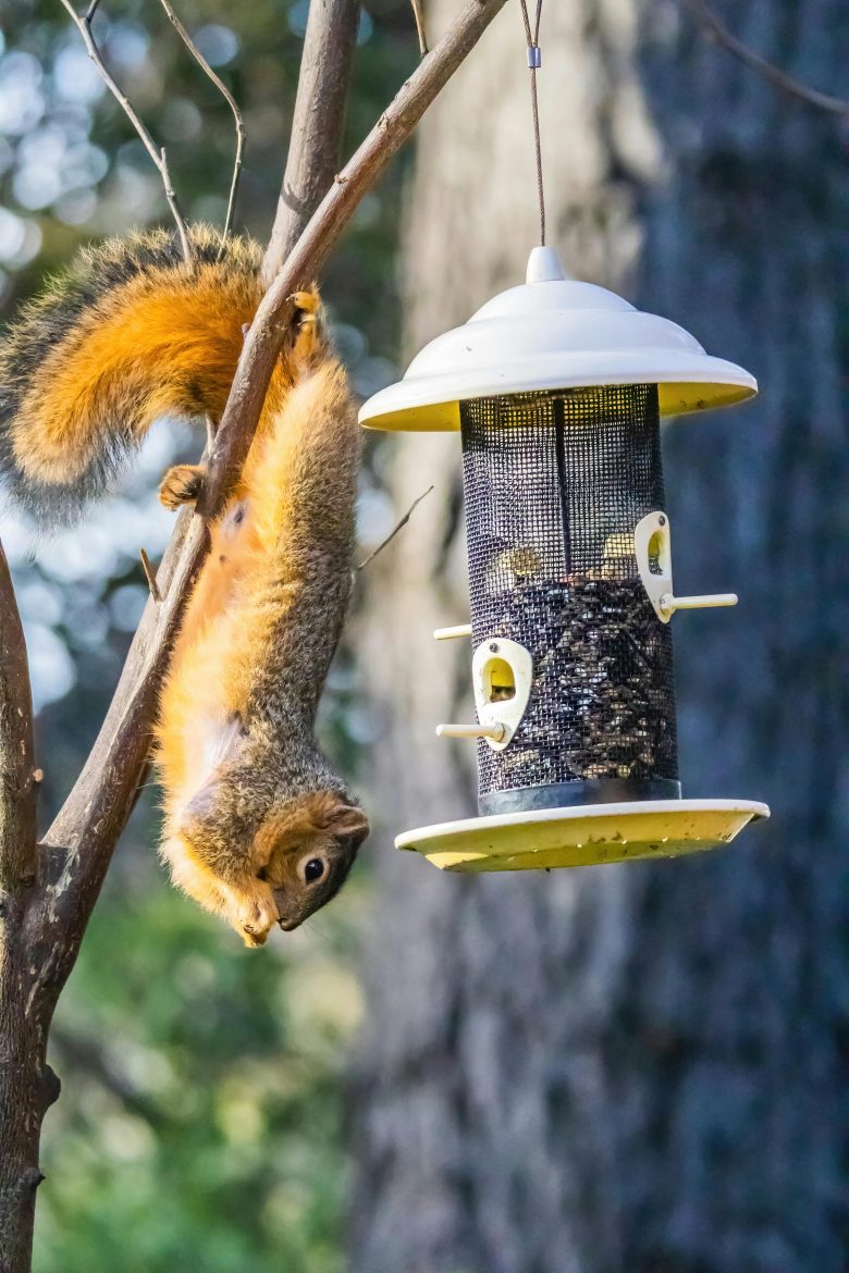 How to keep squirrels out of bird feeders