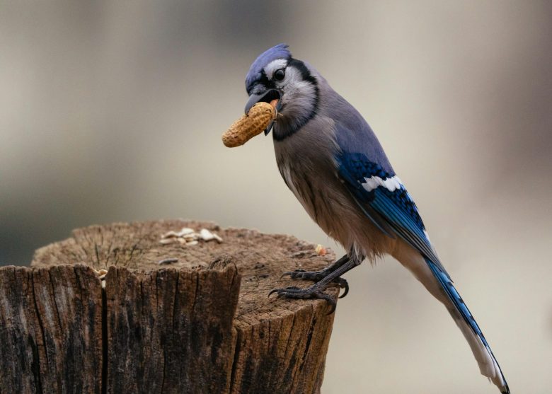 Birds Eat Peanuts